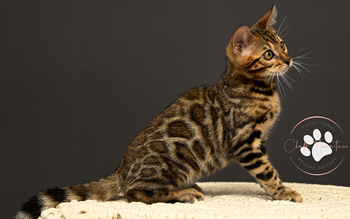 Bengal kitten for sale in my area